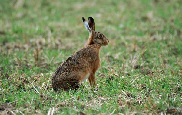 Заяц в поле