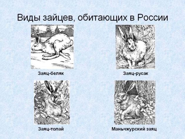 Виды зайцев, обитающих в России