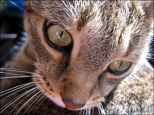 Крупным планом морда кошки дикого окраса. Фото, фотография картинка