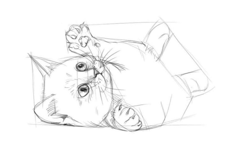 Игривый котенок