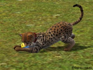 Навык охоты в &laquo;The Sims 3 Питомцы&raquo;