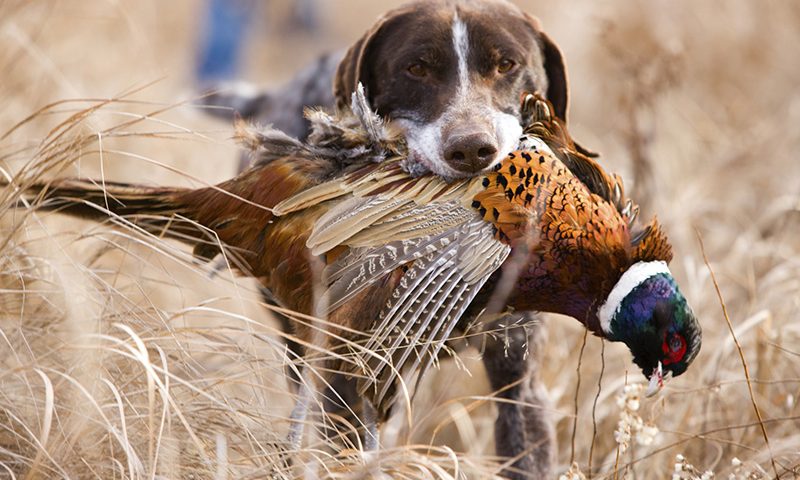 охота на фазана зимой