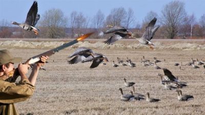 Охота на гусей