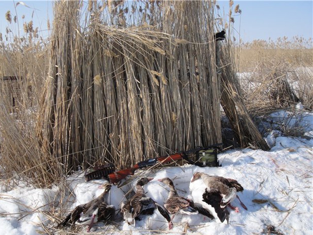 Охота на гуся на Ямале (ЯНАО) 2018