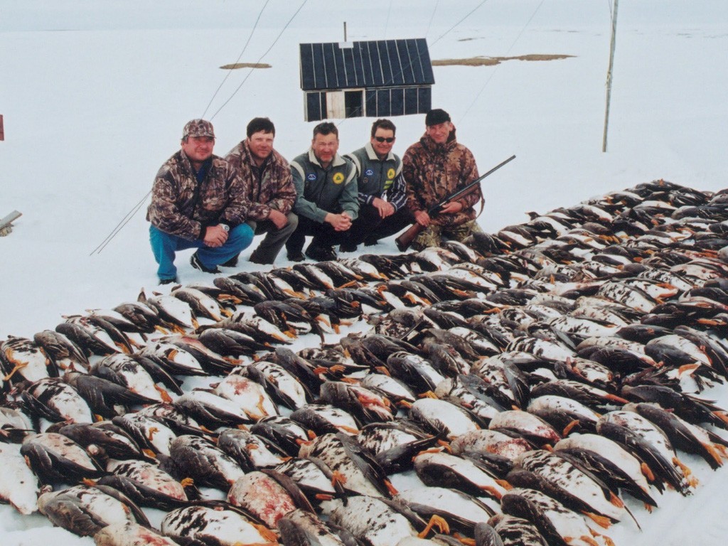 Охота на гуся на Ямале (ЯНАО) 2018