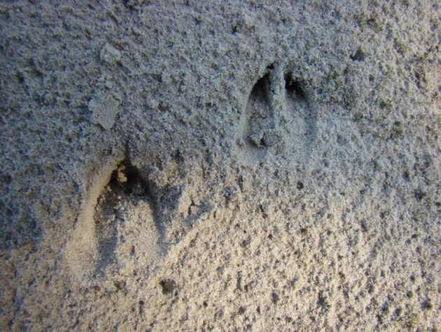 Следы косули