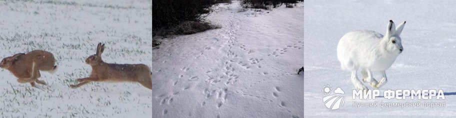 Охота на зайца троплением