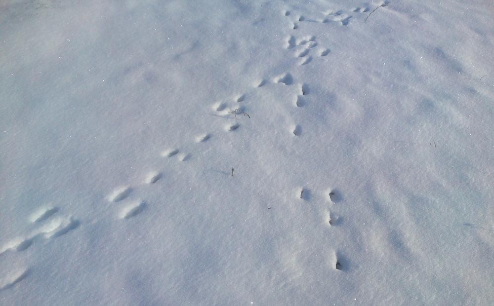 Следы зайца на снегу
