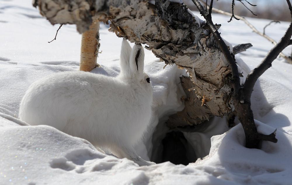 Места обитания зайца