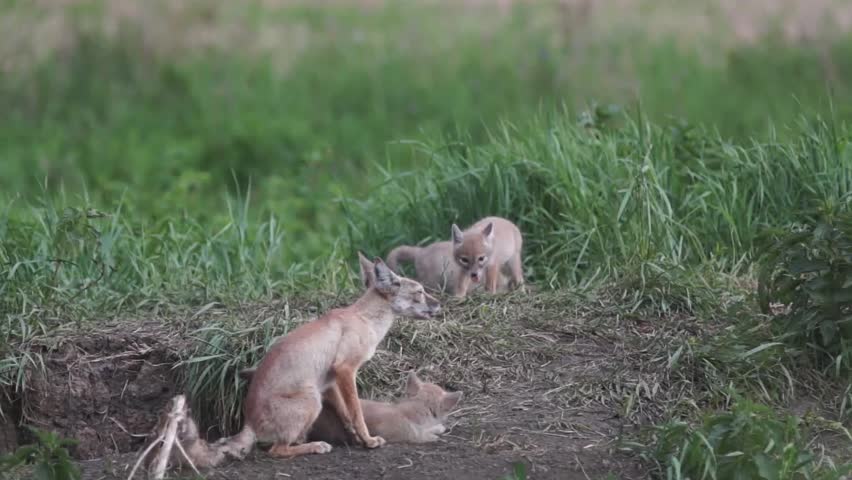 корсак это