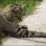 Как кошка ловит мышей