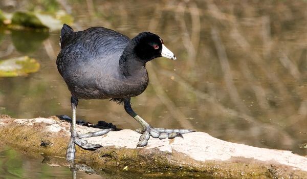 Фото: Птица лысуха
