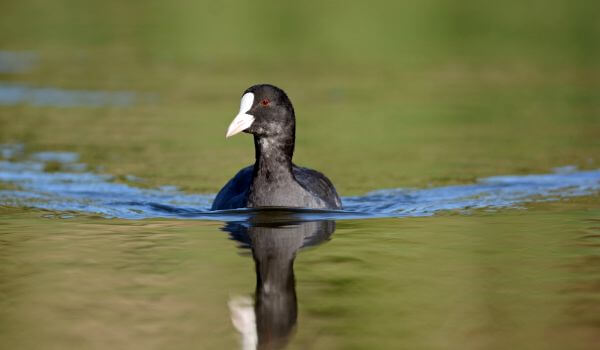 Фото: Лысуха