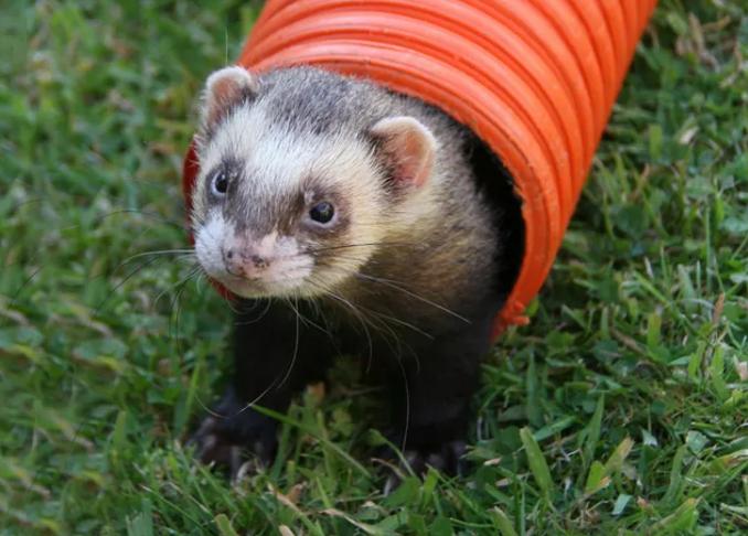 Хорек может пролезть везде