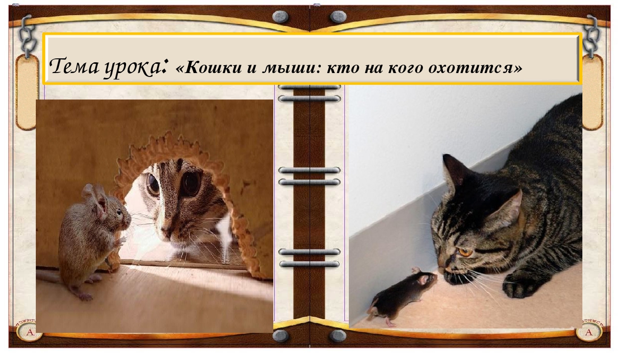 Тема урока: &laquo;Кошки и мыши: кто на кого охотится&raquo; Текст слайда 