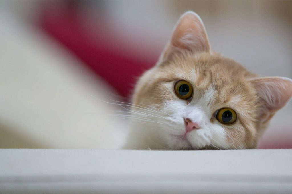 Кот съел таракана что делать если отравился