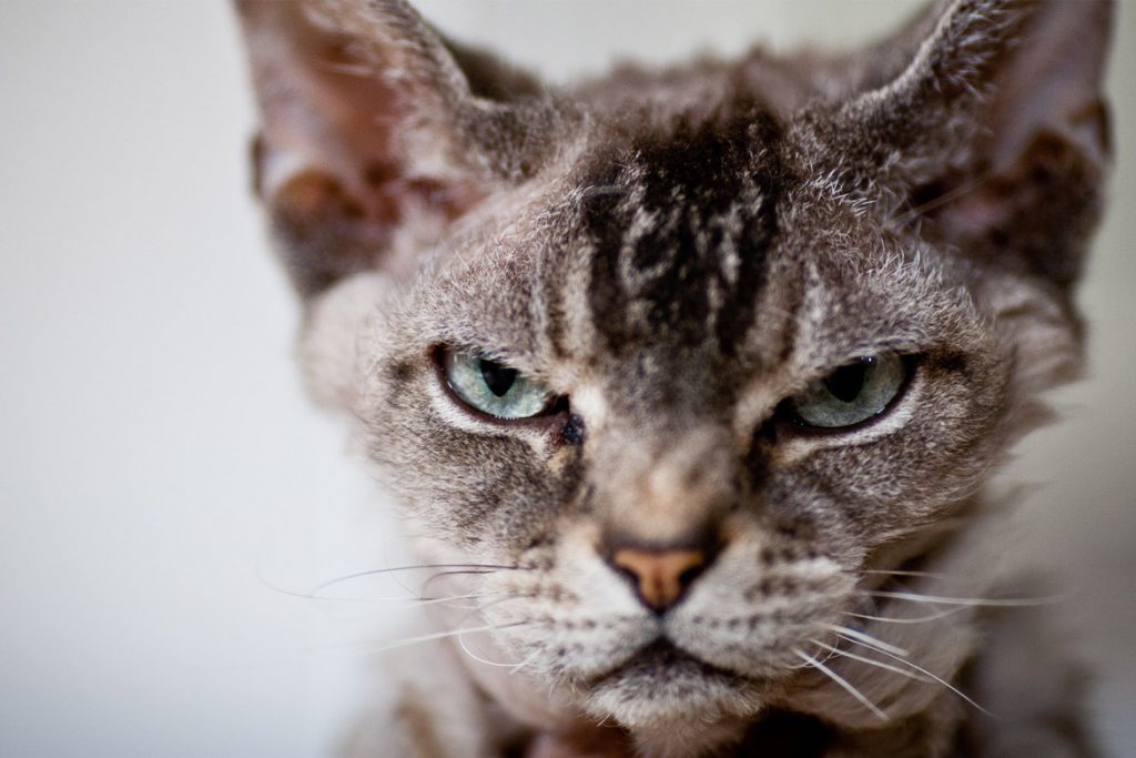 Кот съел таракана что делать