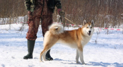 Лайка с охотником