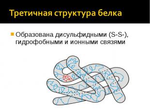 Третичная структура белка Образована дисульфидными (S-S-), гидрофобными и ионным