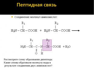 Пептидная связь Соединение молекул аминокислот:Рассмотрите схему образования дип