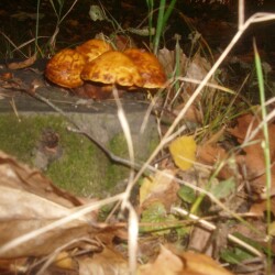 Диктанты на тему "Осень" для 3 класса