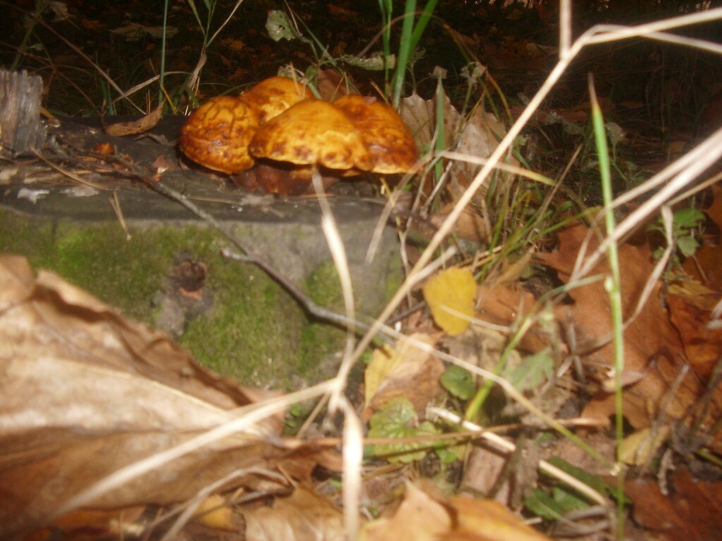 диктанты на тему осень для 3 класса