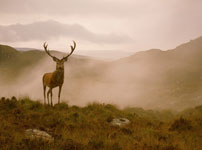 how-to-hunt-red-deer-video-lesson.jpg