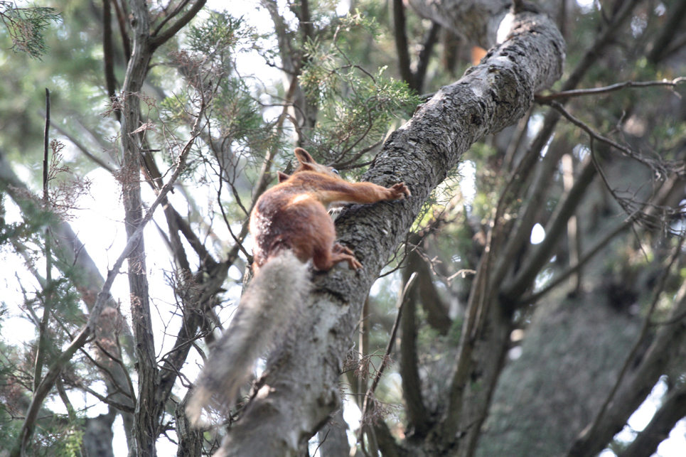 Зверек на сосне