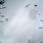 Следы на снегу