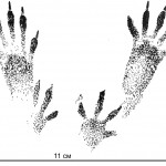 Размер следа