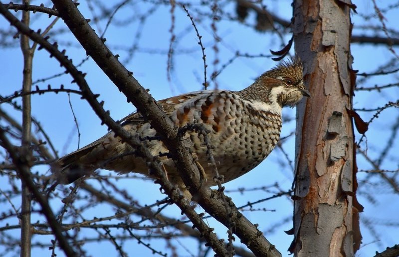 Особенности охоты на рябчика