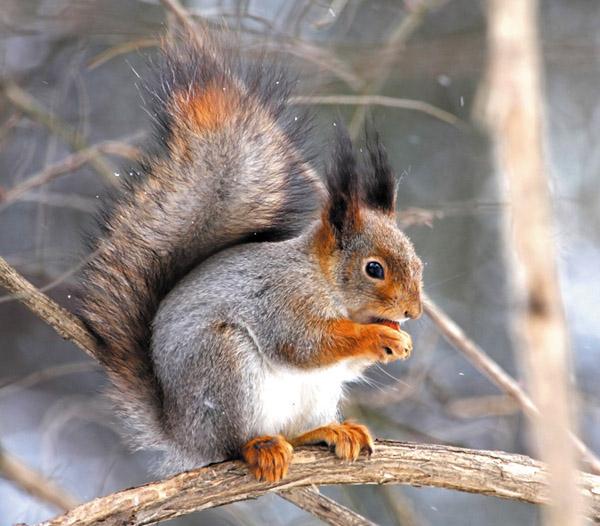 Охота, охота на пушного зверя, охота на белку, охота на белку с лайкой, как охотиться на белку, охота на белку зимой 