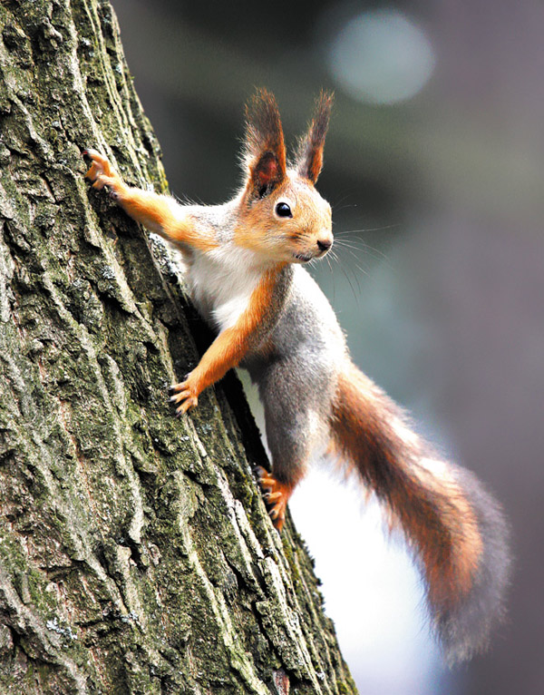 Охота, охота на пушного зверя, охота на белку, охота на белку с лайкой, как охотиться на белку, охота на белку зимой 