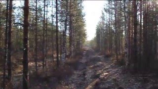 видео Охота на рябчика весной