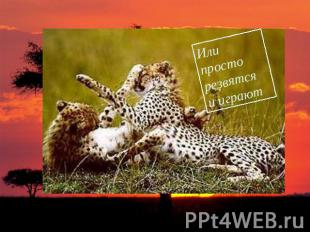 Или просто резвятся и играют