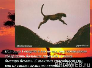 Вся сила Гепарда в его ногах, они позволяют совершать большие прыжки и очень быс