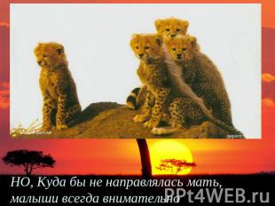 НО, Куда бы не направлялась мать, малыши всегда внимательно наблюдают за ней.