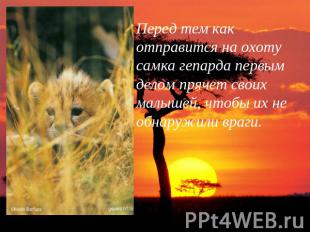 Перед тем как отправится на охоту самка гепарда первым делом прячет своих малыше