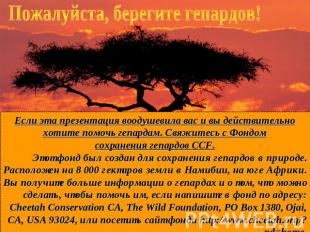 Пожалуйста, берегите гепардов!Если эта презентация воодушевила вас и вы действит