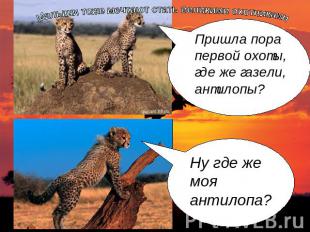 Пришла пора первой охоты, где же газели, антилопы?Ну где же моя антилопа?