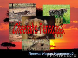 Сheetahs-Гепарды Проект Насти Николаевой