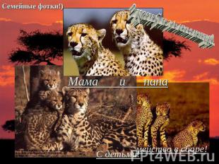 Здраствуйте, мы семья гепардов!