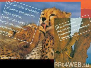 После еды гепарды обычно умывают друг друга, вычищая друг другу шерсть своими ше