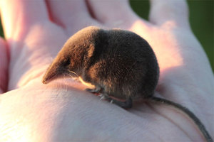 Чем питается землеройка