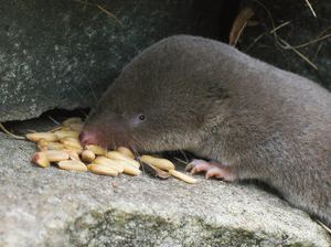 Где обитает землеройка