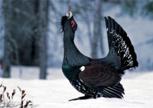 Глухарь токует