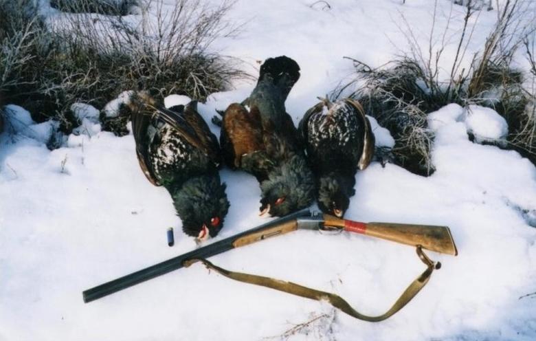 Охота на глухаря зимой