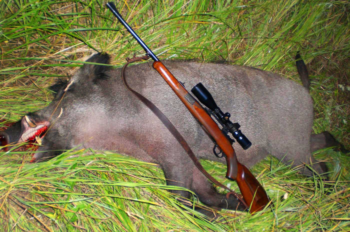 охота на кабана