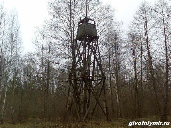 Охота-на-кабана-разными-способами-8