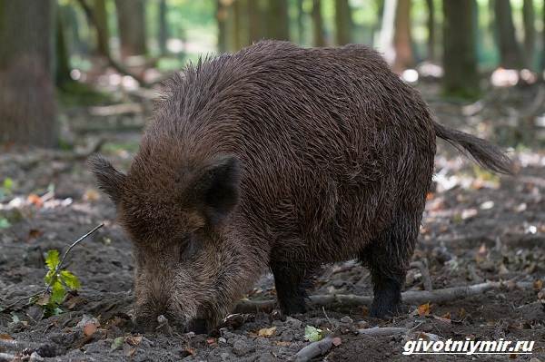Охота-на-кабана-разными-способами-2